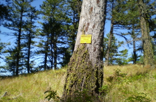 Warning sign about steep cliffs ahead, best stay on the trail, Enderby Cliffs 2010-08.